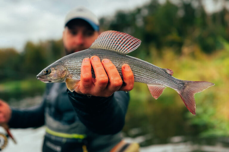 2025_LT_last_grayling_1