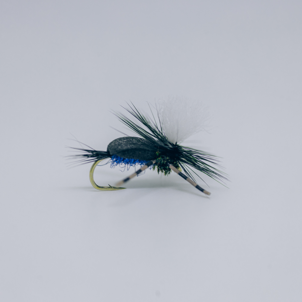 Para_Blowfly_2_1