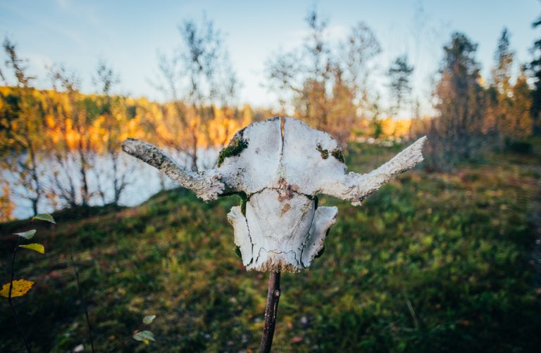 2026_SWE_FF_FB_5